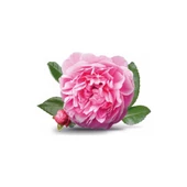 Tüplü Yöresel Isparta Gülü Fidanı Yaprakları Reçel Yapılabilir thumbnail 1