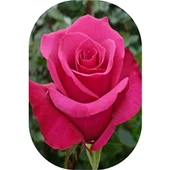 Gül Fidanı Pembe Kokulu Yediveren 10-30 Cm thumbnail 1