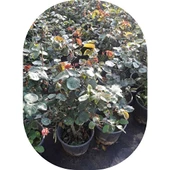 Sarı Yediveren Gül Fidanı 10-30 Cm thumbnail 2