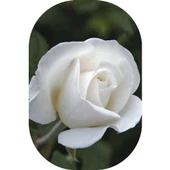 Gül Fidanı Beyaz Kokulu Yediveren 10-30 Cm - 1
