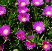 Kaz Ayağı Çiçeği 1 Adet Carpobrotus Acinaciformis - 1