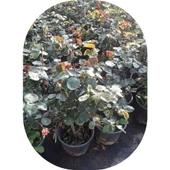 Lila Gül Fidanı Kokulu Yediveren 10-30 Cm thumbnail 3