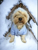 Baby Blue Comfy Köpek Montu, Köpek Ceketi, Köpek Dış Giyim - 10