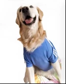 Bebek Mavisi Adidog Kapşonlu Sweatshirt Orta ve Büyük Irklar İçin - 3