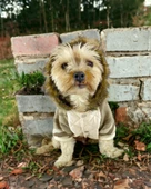 Kamuflaj Comfy Köpek Montu, Köpek Ceketi, Köpek Dış Giyim - 11
