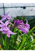 Sosyete Sarımsağı (tulbaghia Violacea) Çiçeği - 3