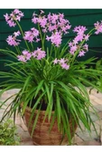 Sosyete Sarımsağı (tulbaghia Violacea) Çiçeği - 1