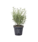 Biberiye Fidanı 3 Adet 20-30 Cm (rosmarinus Officinalis) - 1