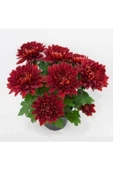 Bodur Kasımpatı Kırmızı Renk Saksılı  10-20 Cm - 2