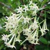 Akşam Sefası Melisa Fidanı Saksıda Yoğun Kokulu - 1