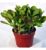 Crassula Ovata Para Çiçeği 10 Cm - 1