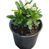 Beyaz Dikenler Tacı Japon İğnesi Euphorbia Milii 5-15 Cm thumbnail 2