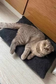 Patiderm Peluş Kedi ve Köpek Yatağı Yer Minderi - Karışık Renk - 2