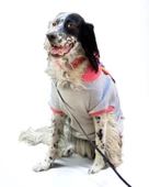 Pocket Rainbow Sweatshirt Orta ve Büyük Irklar İçin - 7