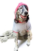 Pocket Rainbow Sweatshirt Orta ve Büyük Irklar İçin - 4