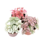 Hostes Çiçeği Kırmızı Çilli Yaprak Çiçeği 3'lü Hipoestes Phyllostachya - 1