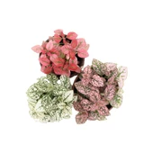 Hostes Çiçeği Kırmızı Çilli Yaprak Çiçeği 3'lü Hipoestes Phyllostachya - 2