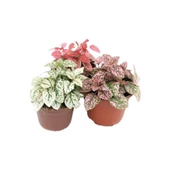 Hostes Çiçeği Kırmızı Çilli Yaprak Çiçeği 3'lü Hipoestes Phyllostachya - 3