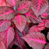 Yaprak Güzeli Kolyos Çingene Şalvarı Ikili Set thumbnail 4