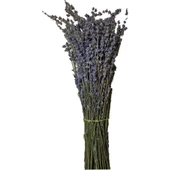 Lavanta Demeti 40-50 Cm - 2