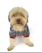 Animal Leo Print Sweat Red Sweat Köpek Kazağı Köpek Poları - 11