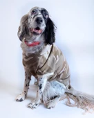 Soft Kamuflaj Sweatshirt Orta ve Büyük Irklar İçin - 3