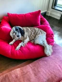 Soft Kamuflaj Sweatshirt Orta ve Büyük Irklar İçin - 9