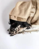 Soft Kamuflaj Sweatshirt Orta ve Büyük Irklar İçin - 8