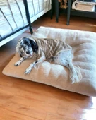 Soft Kamuflaj Sweatshirt Orta ve Büyük Irklar İçin - 11