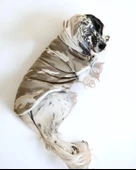 Soft Kamuflaj Sweatshirt Orta ve Büyük Irklar İçin - 2