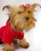 Santa and Friend Rudolph  Köpek Tişörtü Yılbaşı Noel Christmas Köpek Elbisesi - 6