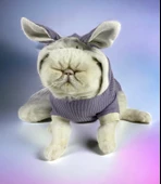 Bunny Boo Kulaklı Kedi Tulumu Kedi Kıyafeti - 2