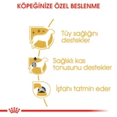 Royal Canin Poodle Yetişkin Köpek Konservesi 85 gr - 5