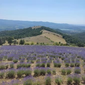 Kazdağı Polifloralı Çiçek Balı 850gr - 3