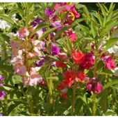 Simagro Tohum Kına Çiçeği 30 Adet - 2