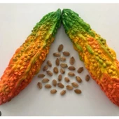 Simagro Kudret Narı Tohumu 5 Adet Tohum - 2