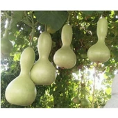 Simagro Tohum Su - Et Kabağı 5 Adet Tohum - 1