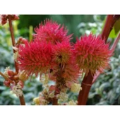 Simagro Tohum Kene Çiçeği 5 Adet Tohum - 1