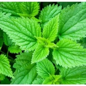 Simagro Tohum Isırgan Otu 100 Adet Tohum - 1