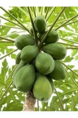 Papaya (ağaç Kavunu) Tohumu - 2