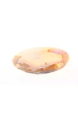 Doğal Sedef / Istiridye Tütsülük Kabuğu thumbnail 3