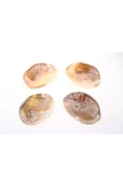 Doğal Sedef / Istiridye Tütsülük Kabuğu thumbnail 6