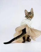 Sun Cream Duo Tütülü Kedi Elbisesi, Kıyafeti Tutu thumbnail 2