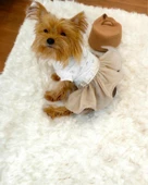 Sun Cream Duo Tütülü Köpek Elbisesi, Kıyafeti Tutu - 2