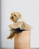 Sun Cream Duo Tütülü Köpek Elbisesi, Kıyafeti Tutu - 7