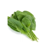 North Star Seed Ekşi Otu- Kuzu Kulağı 2Gr - 1