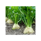 Bursa Tohum Çanakkale Kök Kereviz 25Gr 5 Paket - 1