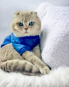 Mavi Superman Kedi Tişörtü Kedi Kıyafeti Kedi Elbisesi - 1