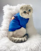 Mavi Superman Kedi Tişörtü Kedi Kıyafeti Kedi Elbisesi - 5