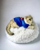 Mavi Superman Kedi Tişörtü Kedi Kıyafeti Kedi Elbisesi - 6